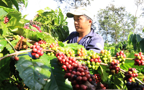 ca-phe-viet-nam-tang-toc-thu-hoach-do-thoi-tiet-thuan-loi