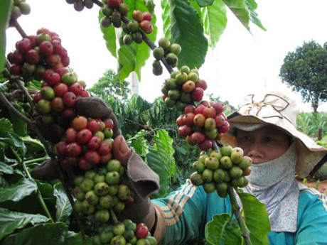 bien-doi-khi-hau-de-doa-nganh-ca-phe-viet-nam