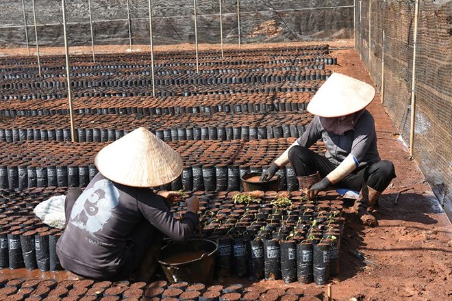 goc-nhin-nong-nghiep-tu-chuyen-cay-ca-phe