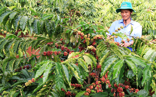 lo-so-phan-30000-nguoi-trong-ca-phe-viet-tam-thu-gui-thu-tuong-1