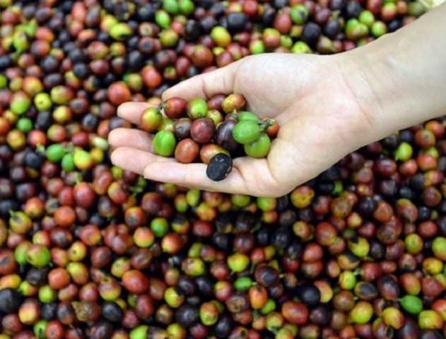 gia-nong-san-hom-nay-2-1-gia-ca-phe-van-giu-duoc-moc-tang-gia-tieu-rot-moc-70000-dong-kg